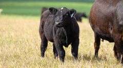 TAG 87 STEER
