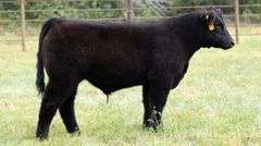 TAG B10 STEER