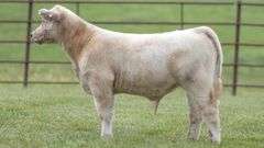 TAG 22 STEER