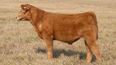 TAG 59 STEER