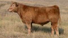 TAG 65 STEER