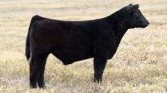 TAG 62 STEER