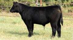 TAG B43 STEER