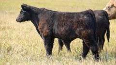 TAG 82 STEER
