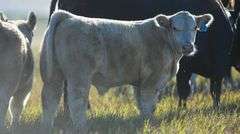 TAG 83 STEER