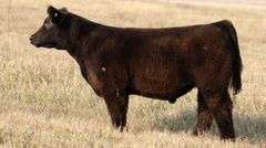 TAG 57 STEER
