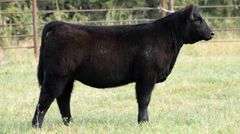 TAG B19 HEIFER