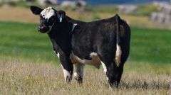 TAG 53 STEER