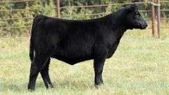 TAG 7032 HEIFER
