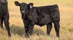 TAG 80 STEER