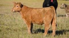 TAG 55 STEER