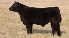 TAG 52 STEER