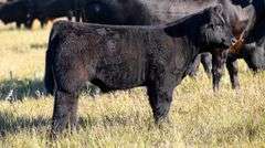 TAG 86 STEER