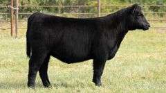 TAG 9032 HEIFER