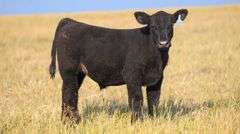 TAG 89 STEER