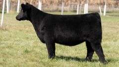 TAG 108 MAINETAINER / LOW CHI HEIFER