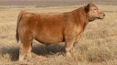 TAG 64 STEER
