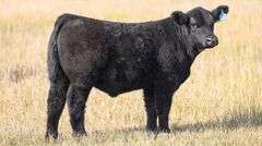 TAG 79 STEER