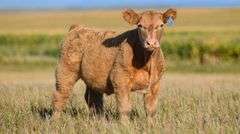 TAG 55 STEER