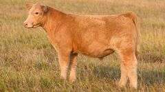 TAG 52 STEER