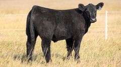 TAG 78 STEER
