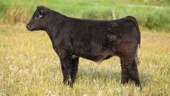 TAG 51 STEER