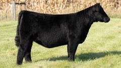 TAG 112 MAINETAINER HEIFER