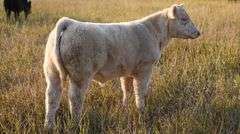 TAG 84 STEER