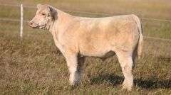 TAG 54 STEER