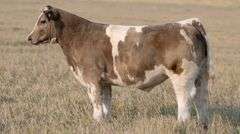 TAG 63 STEER