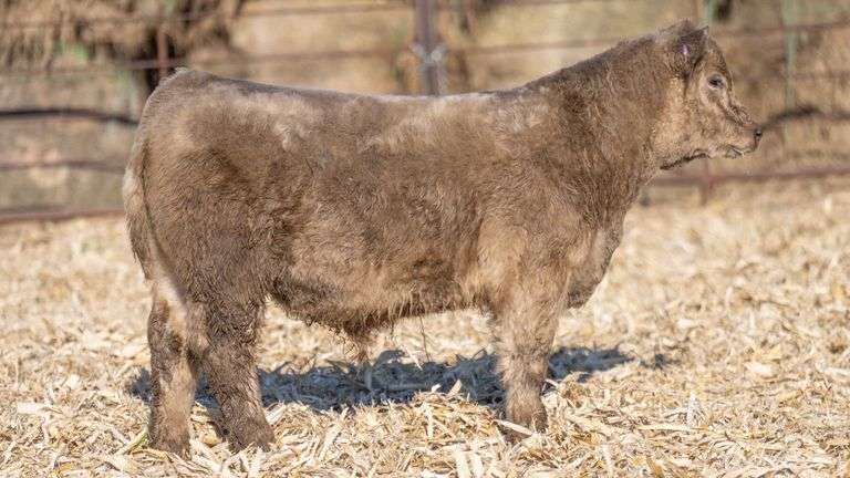 TAG 804 STEER