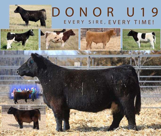 DONOR U19 X EXTRA SPECIAL (UNSEXED) EMBRYOS