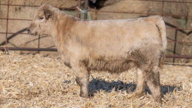 TAG 891 HEIFER
