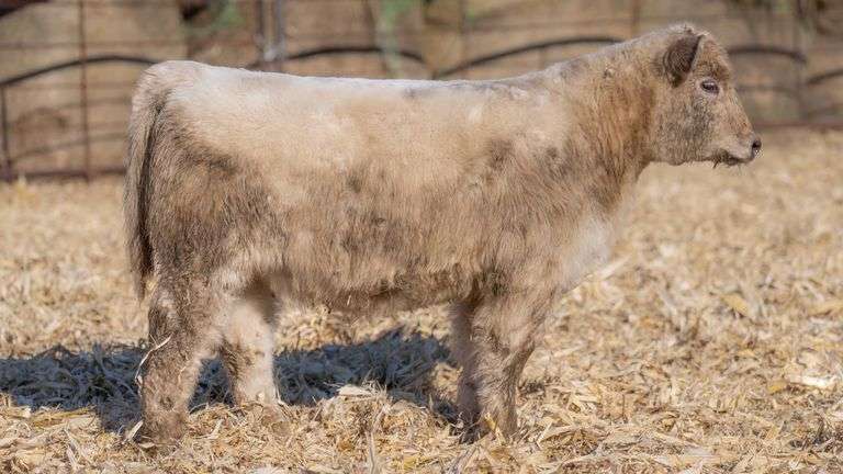 TAG 59 HEIFER