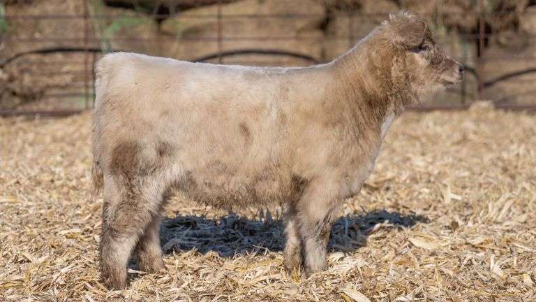 TAG 843 HEIFER