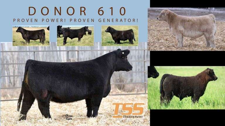 DONOR 610 X IGWT (MALE) EMBRYOS