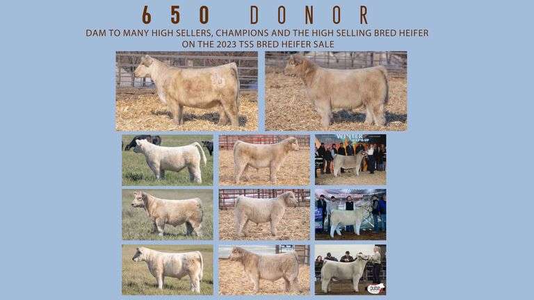 DONOR 650 X IGWT EMBRYOS