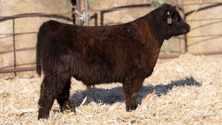 TAG 831 STEER