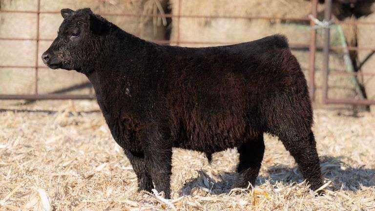 TAG 931 STEER