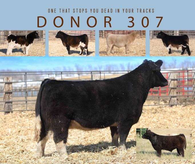 DONOR 307 X HGTA (MALE) EMBRYOS