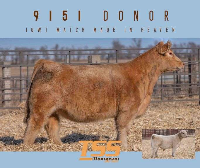DONOR 9151 X IGWT (MALE) EMBRYOS