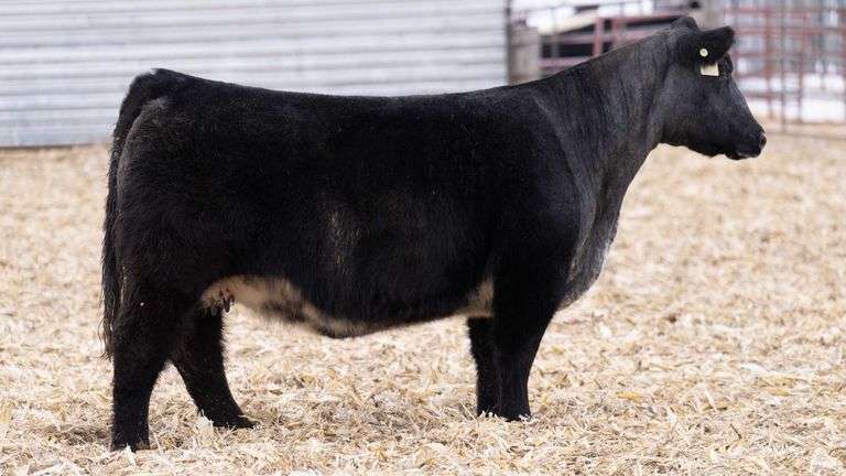 DONOR 0/60 X IGWT (MALE) EMBRYOS
