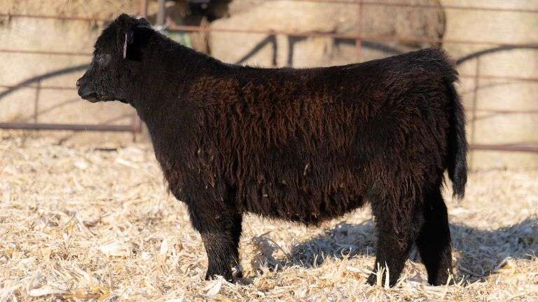 TAG 9258 HEIFER