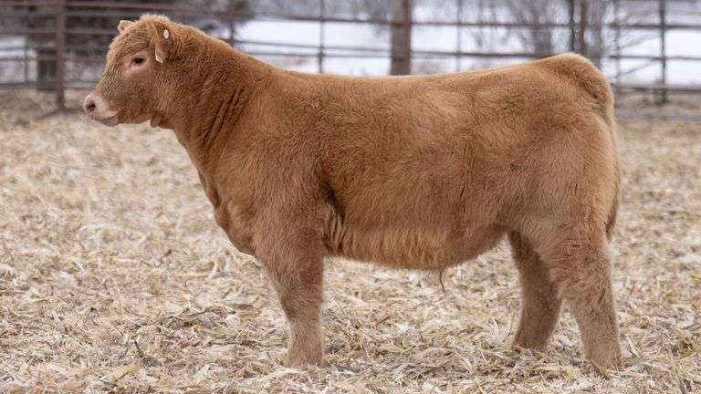 DONOR 9151 X IGWT (MALE) EMBRYOS