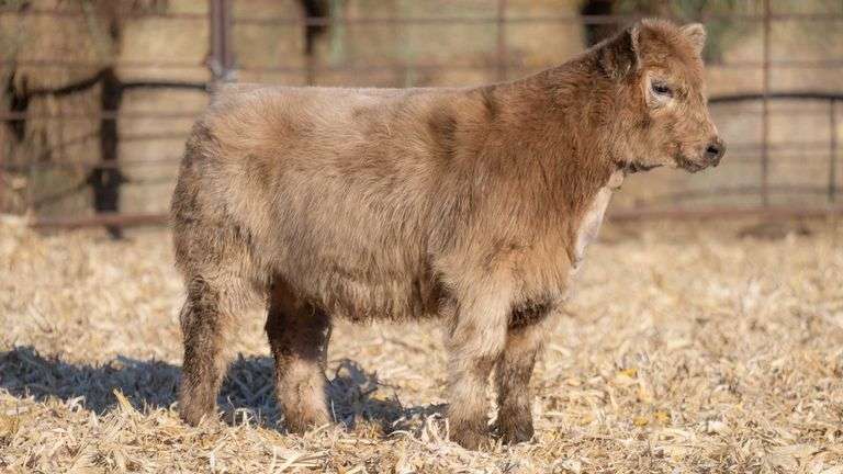 TAG 5074 HEIFER