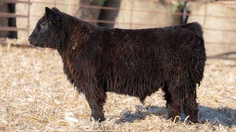 TAG 803 STEER