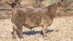 TAG 804 STEER