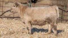 TAG 891 HEIFER