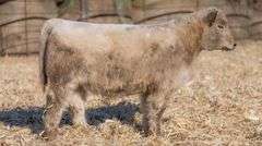 TAG 59 HEIFER