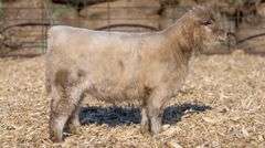 TAG 843 HEIFER